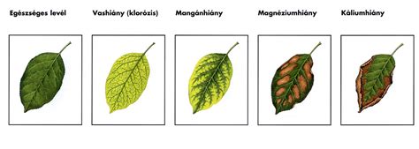 tápanyaghiány tünetei paprika levelén