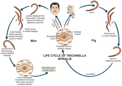 Trichinella spirális életciklusának diagramja