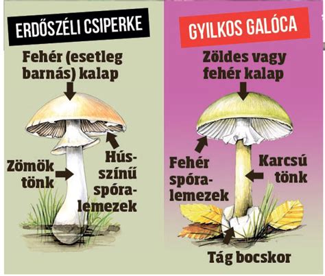 az erdei csiperke és a gyilkos galóca anatómiai összehasonlítása