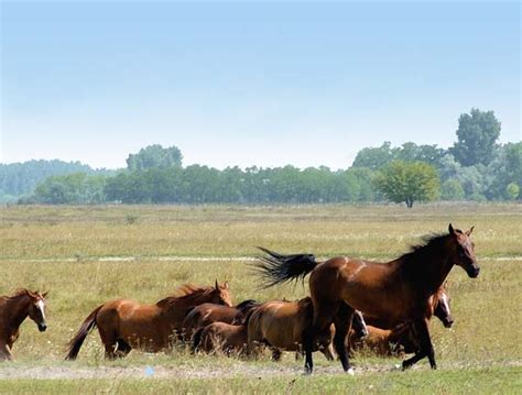 A magyar puszta és a gulyás eredeti környezete