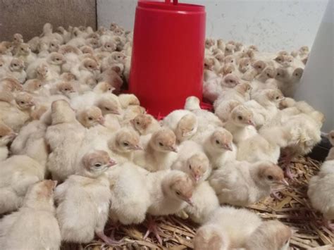 Pulyka napos csibék nevelődé