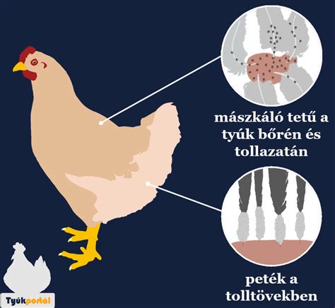 Tyúk porfürdőzik a paraziták ellen