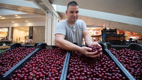 Szeretik a tik a meggyet dalszöveg