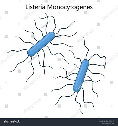 Listeria monocytogenes mikroszkopikus képe