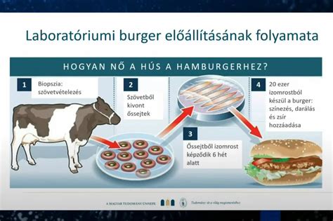 Hús minta homogenizálása laboratóriumban