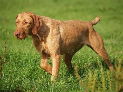 Drótszőrű magyar vizsla portréja, kiemelve a szakállát