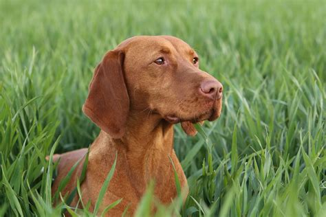 Rövidszőrű és drótszőrű magyar vizsla összehasonlítása