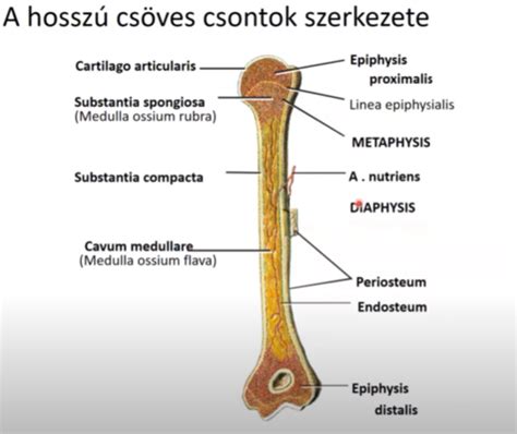 Csontok vázlatos rajza