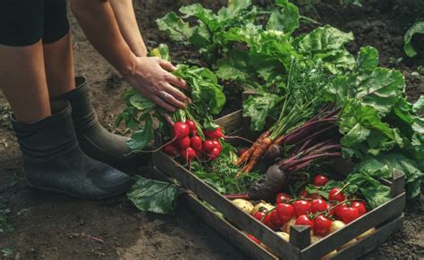 Frissen aprított zöldségek és rizs