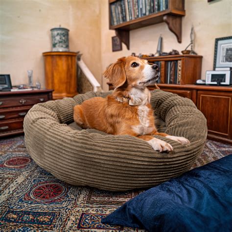 CozyNest fánk alakú kutyafekhely puha textúrája