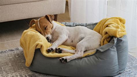 Különböző méretű kutyák a CozyNest fekhelyen