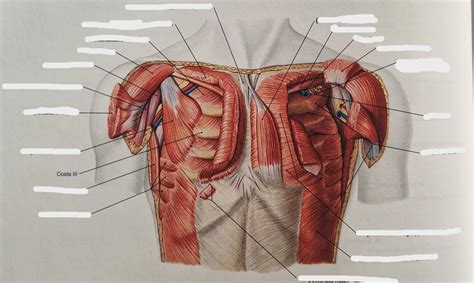 Tricepsz anatómia diagram