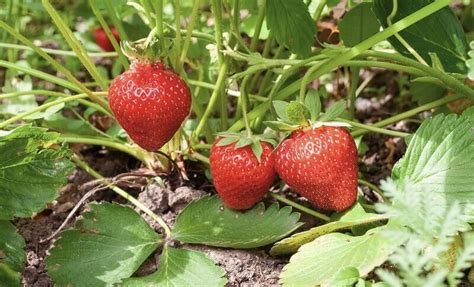 Friss eper a kertben