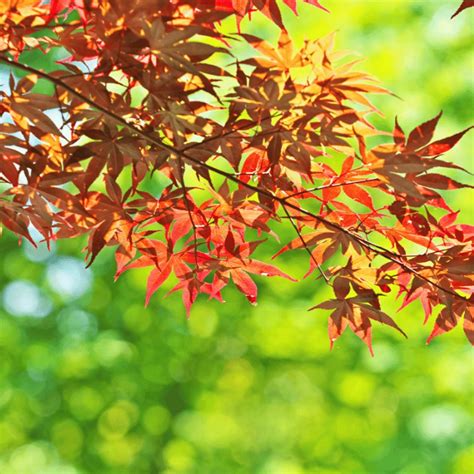 japán dió levelei