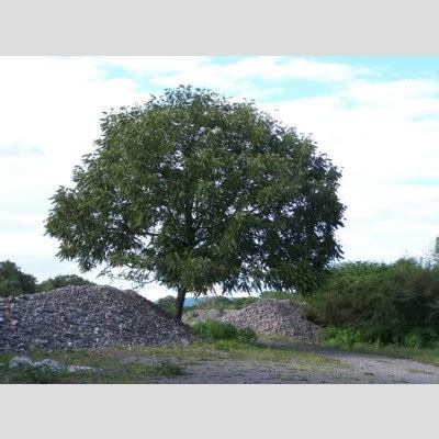 Juglans australis faanyag