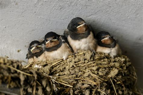 szalangána fecske a fészkén