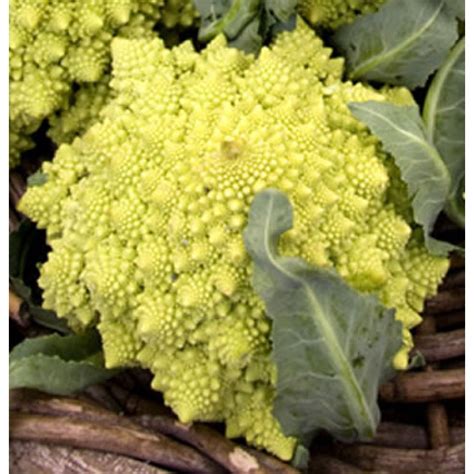 Romanesco karfiol fraktálmintázattal