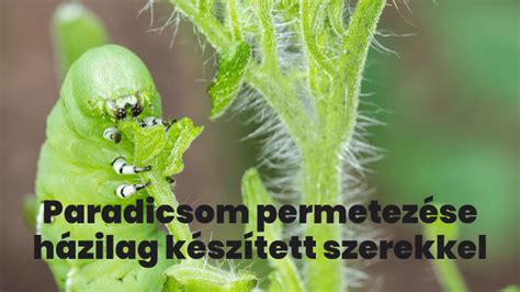 Házi permetszerek összetevői
