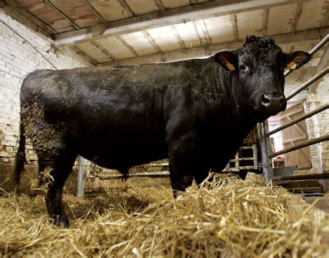 kobe marha és iberico sonka
