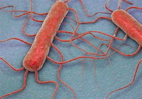 A Listeria baktériumok ábrázolása