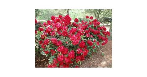 Rhododendron virágzó bokor