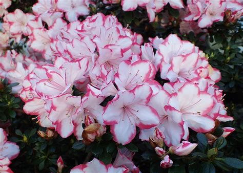 Rhododendron és azálea virágai
