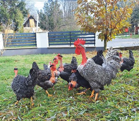 Egész tyúk feldarabolva a főzéshez