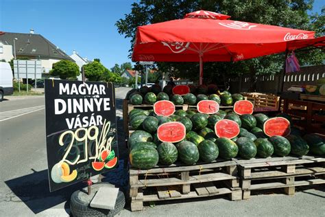 Vevő dinnyét kopogtat a piacon