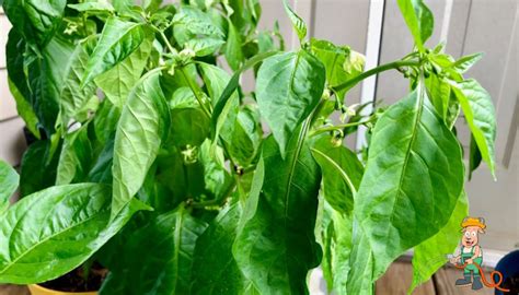paprika növény betegségei