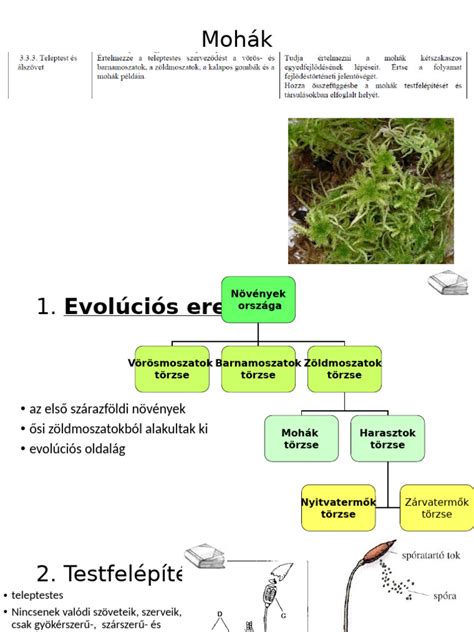 A paprika életciklusa diagram