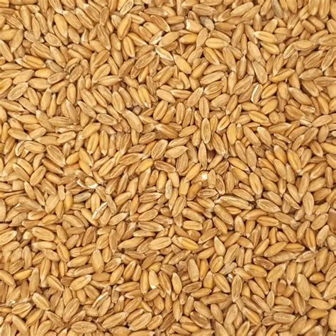 Tönkölybúza mező