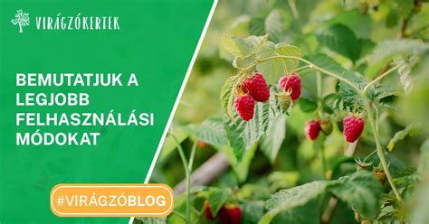 Különböző gyümölcsök felhasználása zsemlefelfújthoz