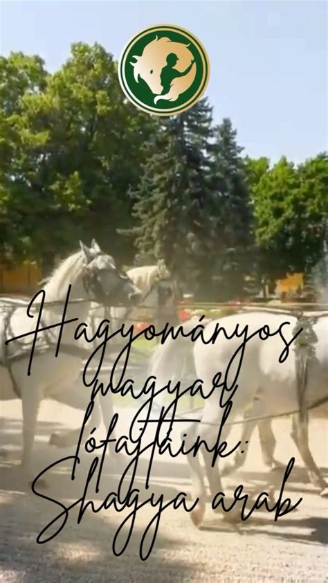 Tenyésztői munka rex nyulakkal