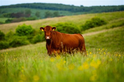 Az Angus marha húsának márványozottsága