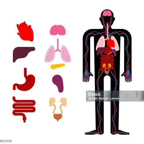 A marhabélszín anatómiai elhelyezkedése a marhán