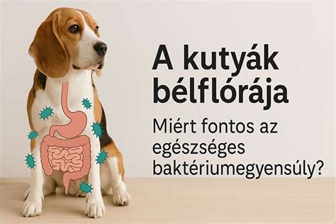 Kutyák egészséges bélflórája