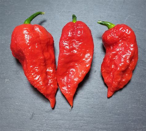 Naga Bhut Jolokia paprika
