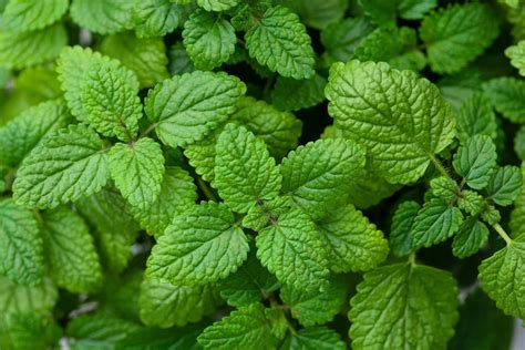 citromfű (citronella)