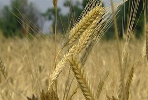 Tönkölybúza kalász