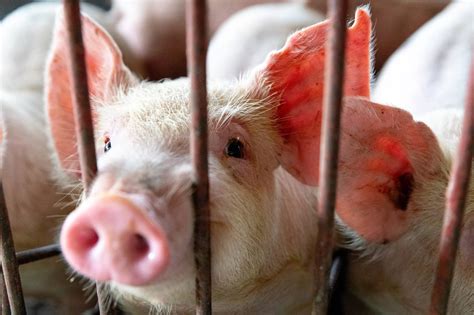 Válogatott sertés szalonnadarabok sózásra előkészítve