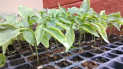 paprika palánták edzése kiültetés előtt