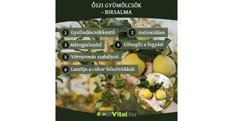 Infografika a birsalma egészségügyi előnyeiről