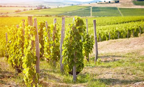 Tokaj-Hegyalja szőlőültetvényei és pincéi