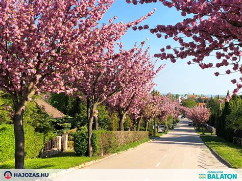 Tavaszi táj újjászületés