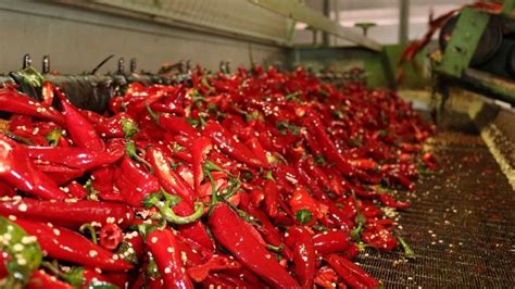 Különböző minőségű fűszerpaprika