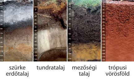 Különböző talajtípusok (homokos, agyagos, vályog) szerkezetének összehasonlítása