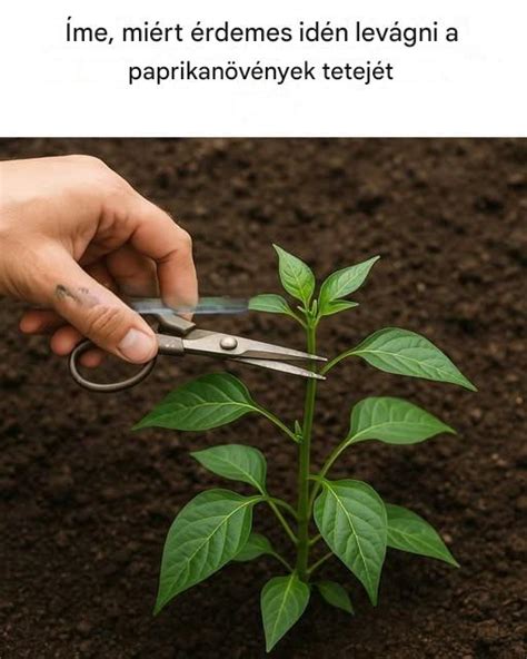 Öntözött paprikanövények