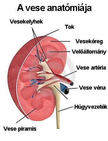 A vese anatómiája és funkciói