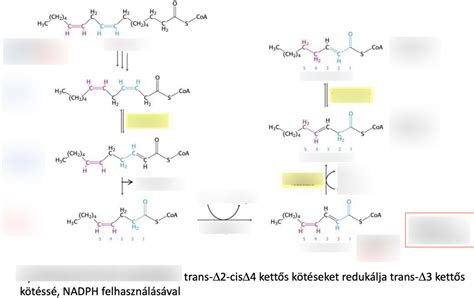 A zsírsavak arányai a szalonnában