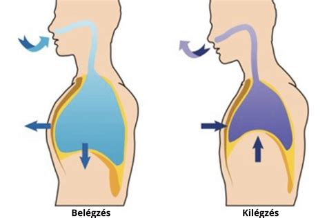 mellkasi és hasi légzés összehasonlítása